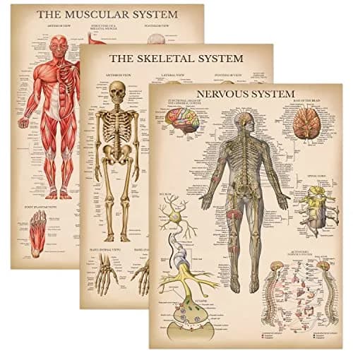 Palace Learning 3 Pack - Vintage Anatomy Posters | Muscular, Skeleton & Nervous System Charts - Laminated 45.72cm x 60.96cm thumbnail 1