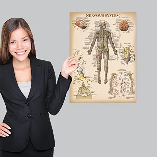 Palace Learning 3 Pack - Vintage Anatomy Posters | Muscular, Skeleton & Nervous System Charts - Laminated 45.72cm x 60.96cm thumbnail 4