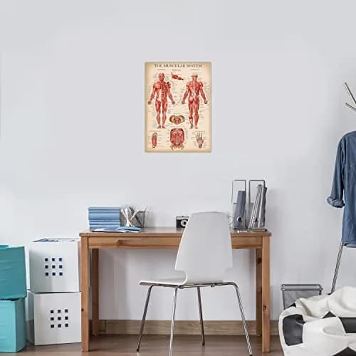 Palace Learning 3 Pack - Vintage Anatomy Posters | Muscular, Skeleton & Nervous System Charts - Laminated 45.72cm x 60.96cm thumbnail 5