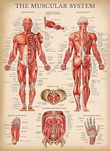 Palace Learning 3 Pack - Vintage Anatomy Posters | Muscular, Skeleton & Nervous System Charts - Laminated 45.72cm x 60.96cm thumbnail 6