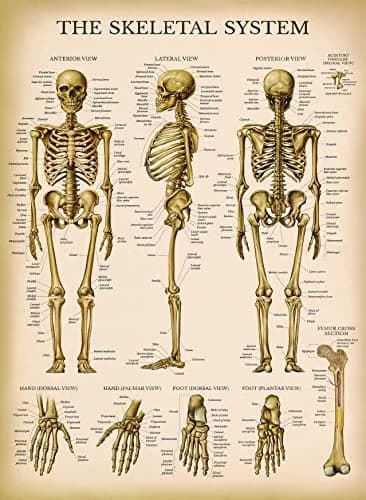Palace Learning 3 Pack - Vintage Anatomy Posters | Muscular, Skeleton & Nervous System Charts - Laminated 45.72cm x 60.96cm thumbnail 7