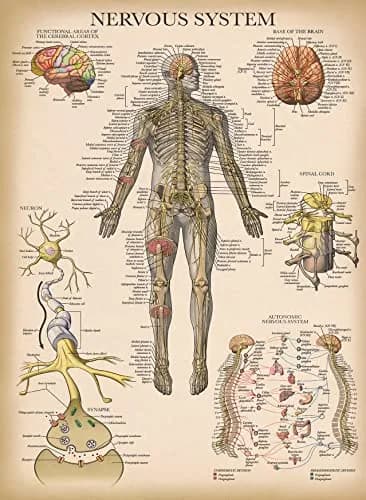 Palace Learning 3 Pack - Vintage Anatomy Posters | Muscular, Skeleton & Nervous System Charts - Laminated 45.72cm x 60.96cm thumbnail 8