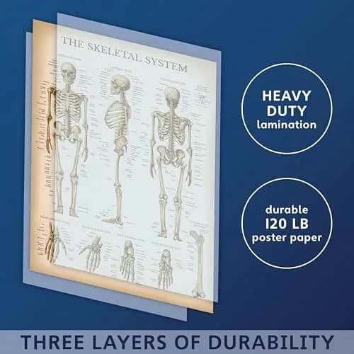 Palace Learning 3 Pack - Vintage Anatomy Posters | Muscular, Skeleton & Nervous System Charts - Laminated 45.72cm x 60.96cm thumbnail 3