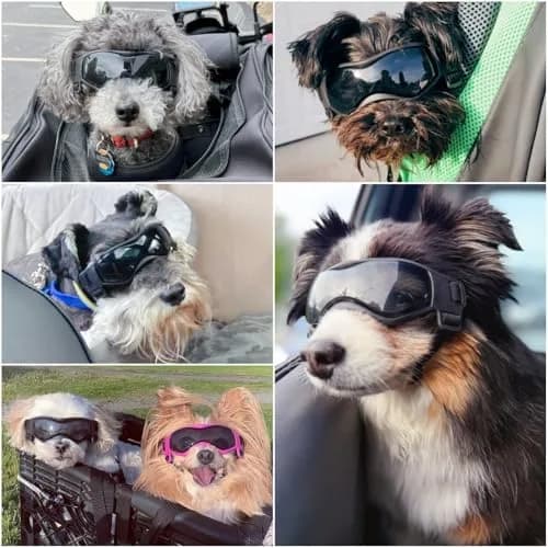 Enjoying Cool Black Dog Goggles for Small Breeds | UV Protection, Windproof & Adjustable thumbnail 2
