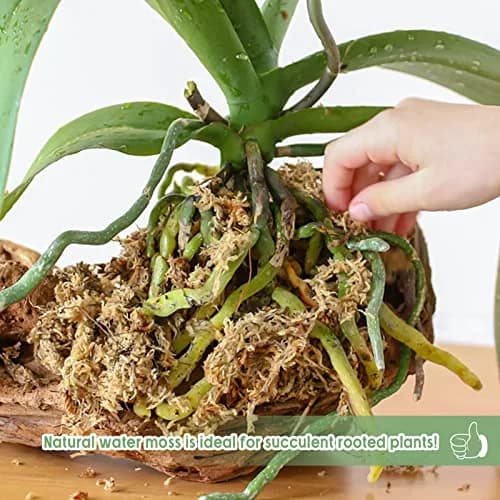 Legigo 4.4LB Sphagnum Moss for Plants | Moisture Retention & Root Growth Support thumbnail 7