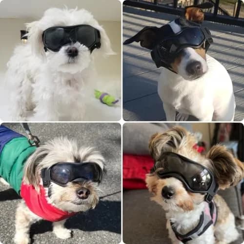 PETLESO Dog Goggles Small Breed UV Protection Adjustable Straps Black S | Outdoor Pet Eyewear for Riding & Hiking thumbnail 2