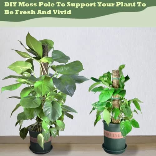 chicarry DIY Moss Pole Kit for Climbing Plants, 2.0m (6.6ft) Steel Mesh with Plier & Ties | Supports Monstera, Pothos, Philodendron Growth thumbnail 7