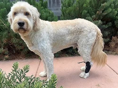 Labra Dog Canine Knuckling Corrector Toe Dragging Brace Wrap for Front or Rear Back Leg Paw | Support & Comfort for Mobility (100 words) thumbnail 4