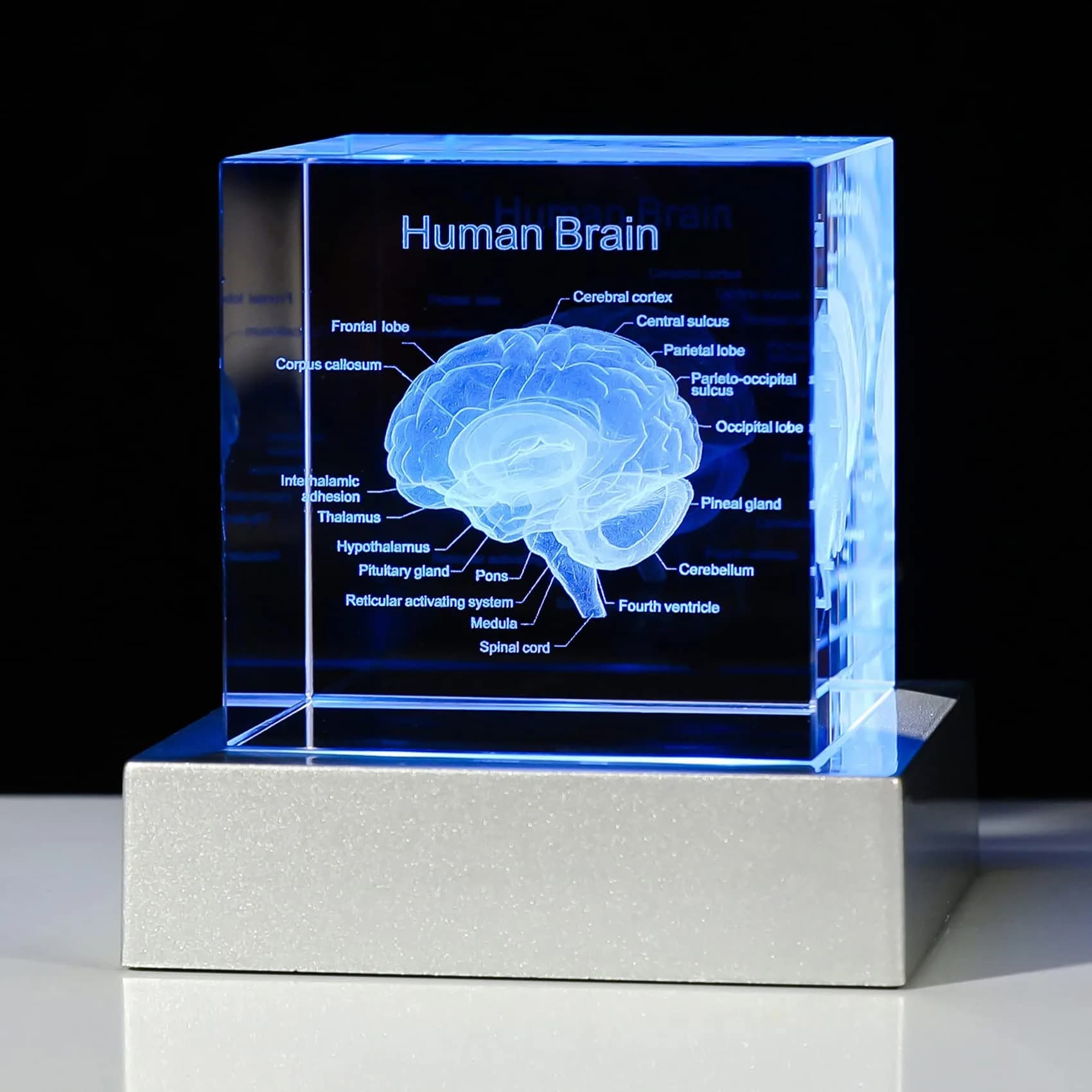 Movdyka 3D Human Brain Anatomy Model Crystal Figurine with LED Base | 80mm (3.15in.) — Brain