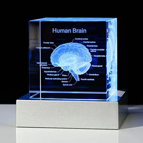 Movdyka 3D Human Brain Anatomy Model Crystal Figurine with LED Base | 80mm (3.15in.) thumbnail 1
