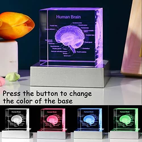 Movdyka 3D Human Brain Anatomy Model Crystal Figurine with LED Base | 80mm (3.15in.) thumbnail 2