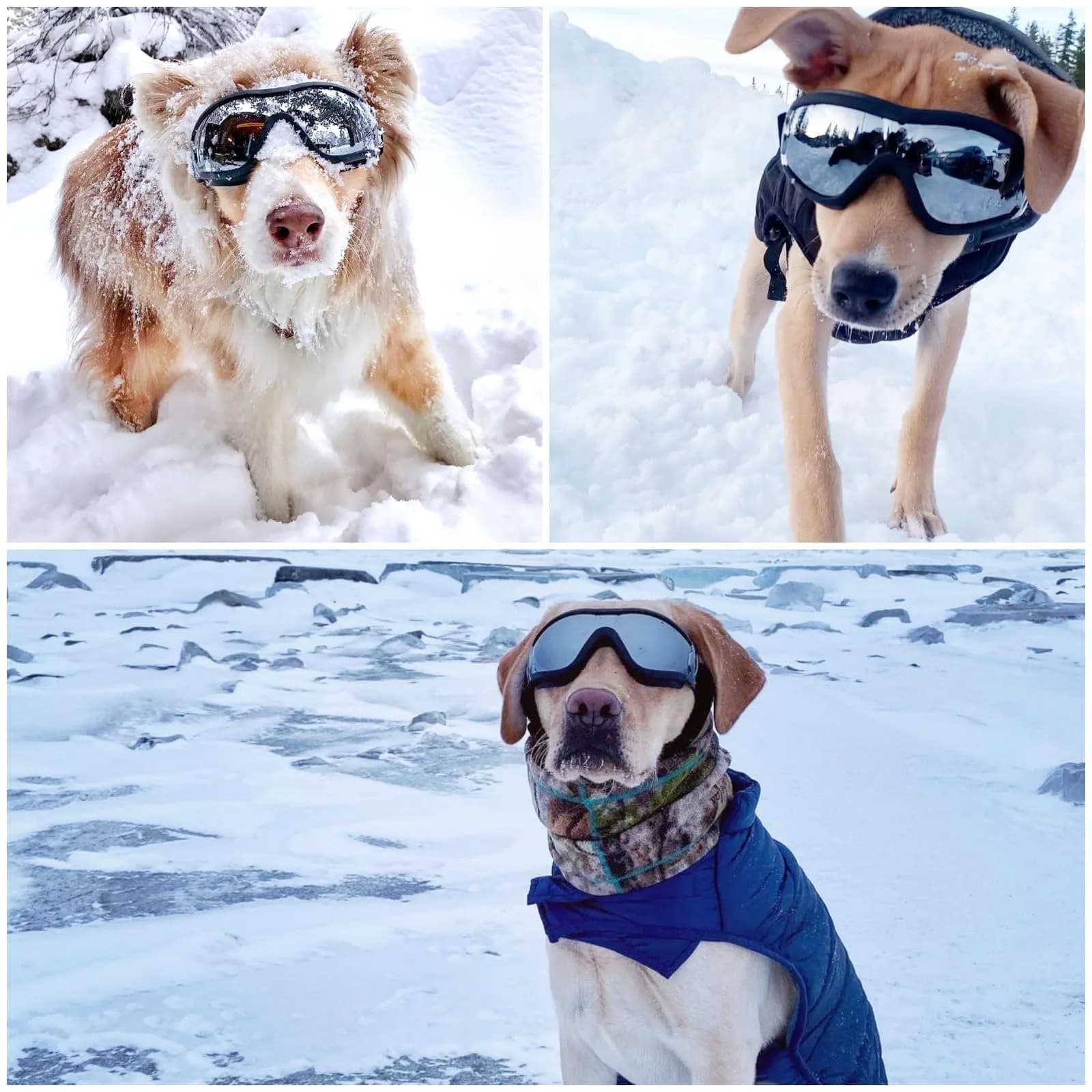 NAMSAN Clear Dog Goggles for Medium to Large Dogs | UV Protection, Windproof, Adjustable Elastic Straps (2-Pair Pack) - view 6