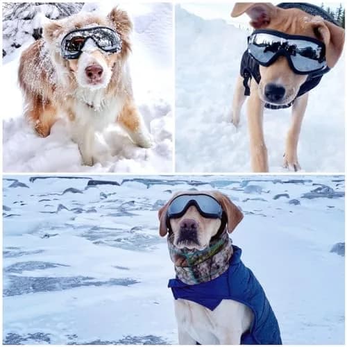 NAMSAN Clear Dog Goggles for Medium to Large Dogs | UV Protection, Windproof, Adjustable Elastic Straps (2-Pair Pack) thumbnail 6