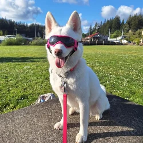 PETLESO Pink Dog Goggles for Medium Breeds | UV Protection, Windproof, Anti-Fog thumbnail 7