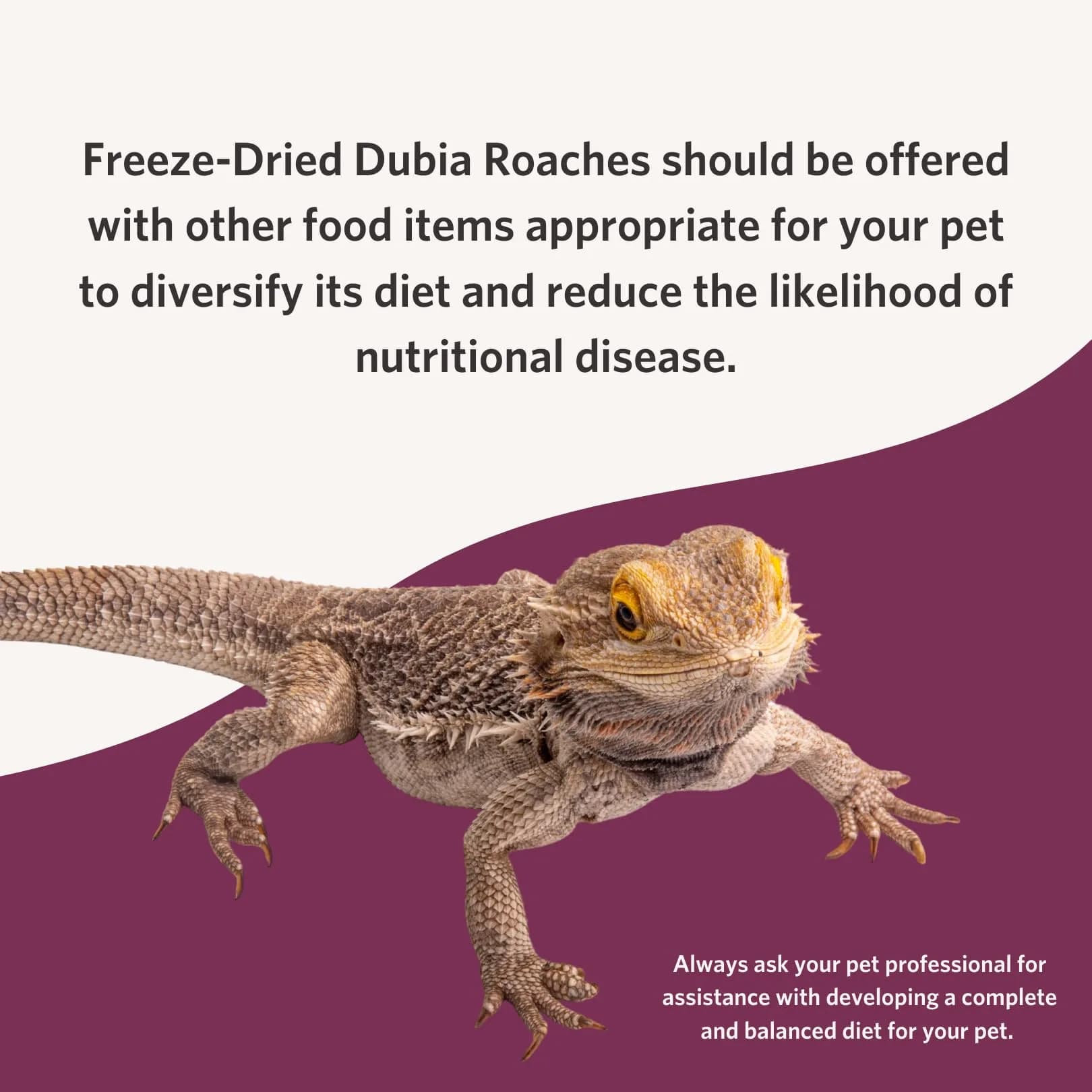 Fluker's Freeze Dried Dubia Roaches 1.7 oz (48 g) | High Protein Reptile & Amphibian Food - view 5
