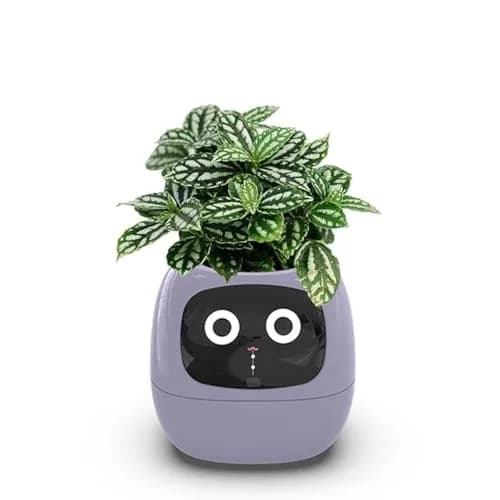 Itigoitie Smart Flowerpot 100ml (3.38 Fl Oz) | Interactive Plant Care with AI & Digital Display thumbnail 1