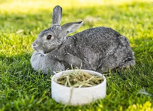 PremiYum Small Animal Alfalfa Hay 12 lb | Natural Fiber & Dental Support thumbnail 6