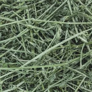 PremiYum Small Animal Alfalfa Hay 12 lb | Natural Fiber & Dental Support thumbnail 4