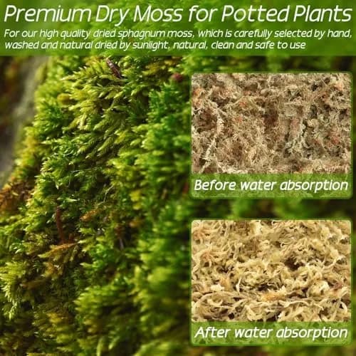 ZeeDix Premium Sphagnum Moss Bulk 1.46 kg (3.3 lb) | Natural Long Fiber for Plants & Reptiles thumbnail 5