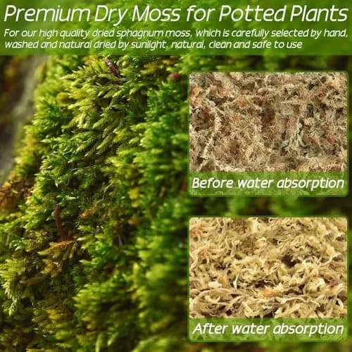 ZeeDix Premium Sphagnum Moss Bulk 2.2 lb (998g) | Natural Long Fiber for Plants & Reptiles thumbnail 5