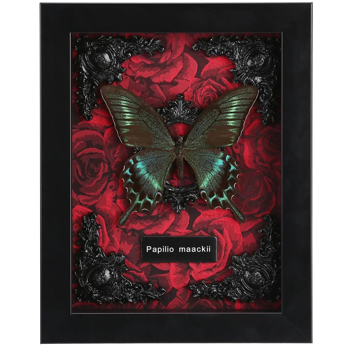 WTUAWB Real Butterfly Framed Butterfly Taxidermy 8.85x6.89x1.18 | Gothic Home Decor — A_alpine Black Swallowtail Red Background #1