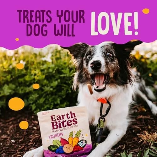 Earthborn Holistic EarthBites Grain-Free Dog Treats with Lamb 10 oz | Crunchy, Healthy & Made in USA thumbnail 8