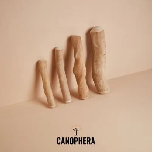 Canophera Dog CHEW Stick Made of Coffee Tree Wood 2 Pack | Natural Stress & Dental Support thumbnail 6