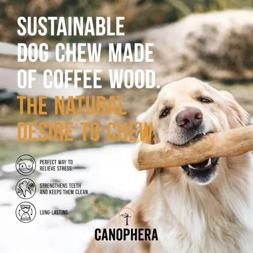 Canophera Dog CHEW Stick Made of Coffee Tree Wood 2 Pack | Natural Stress & Dental Support thumbnail 3