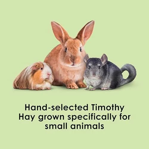 Kaytee Timothy Hay for Rabbits, Guinea Pigs, Chinchillas & Small Animals, 2 lb (0.898 kg) | High Fiber Digestive Support thumbnail 2