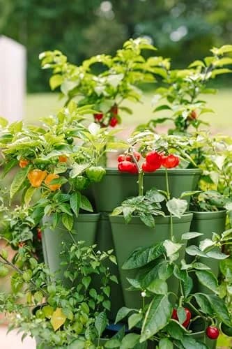 Greenstalk Large 5 Tier Vertical Garden Planter with Watering System | Grow Vegetables, Herbs & Flowers thumbnail 6