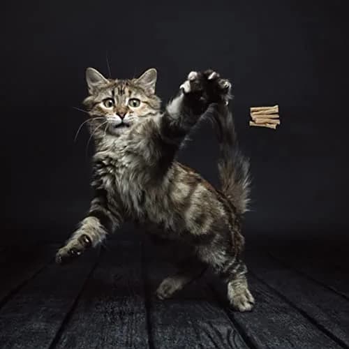 Cat Dancer Interactive Cat Toy 2-Pack | Engaging Paper Roll on 30-Inch Steel Wire for Playful Cats thumbnail 2