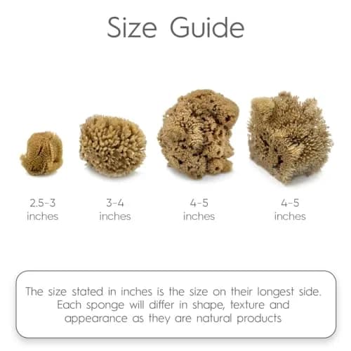 Naroa Artist Natural Sea Sponges for Painting 4 Pack | Unique Tool Set Unbleached | Great for Artists & Children | Acrylic, Watercolor, Marbling, Texturing, Pottery, Ceramics thumbnail 3