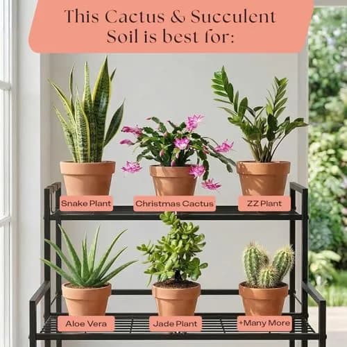 Rosy Soil Cactus & Succulent Potting Mix, 4 Quarts | Organic, Fast Draining, Peat-Free, Root Boosting thumbnail 8