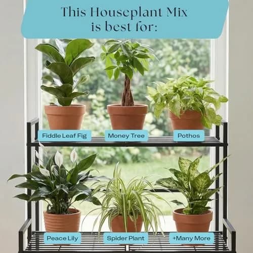 Rosy Soil Houseplant Potting Soil, Organic Indoor Mix, 4 Quarts | Peat-Free, Biochar Enriched thumbnail 8
