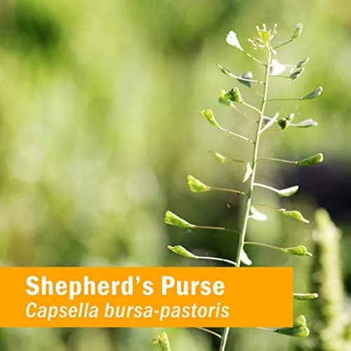 Herb Pharm Certified Organic Shepherd's Purse Liquid Extract 2 x 1 Fl Oz | Rapid Absorption & Organic Grown thumbnail 2