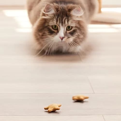 Good ‘N’ Tasty Spinning Stars Cat Treat & Toy 1.5 oz | Interactive, Low Calorie with Real Chicken & Catnip thumbnail 6