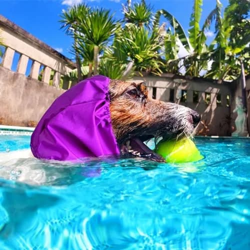 Aliceset Dog Bath Shower Caps 3 Pack Waterproof Ear Covers for Bathing | Adjustable, Durable & Versatile (70-120 chars) thumbnail 2