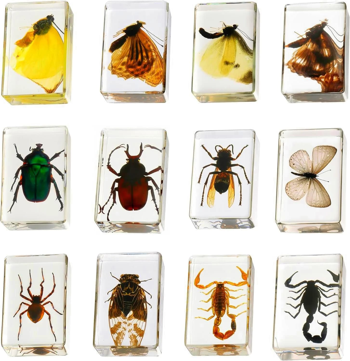 Pokiphip 12 Pcs Insect in Resin Collection | Educational Bug Specimen Set for Kids & Classroom (110c)