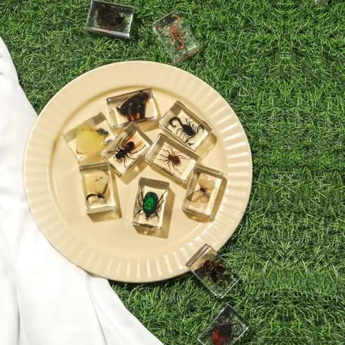 Pokiphip 12 Pcs Insect in Resin Collection | Educational Bug Specimen Set for Kids & Classroom (110c) thumbnail 4