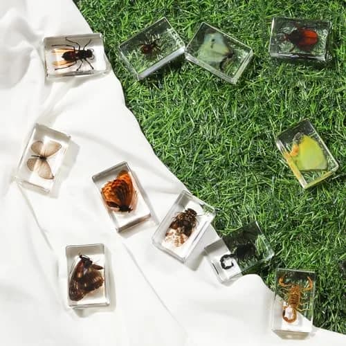 Pokiphip 12 Pcs Insect in Resin Collection | Educational Bug Specimen Set for Kids & Classroom (110c) thumbnail 6