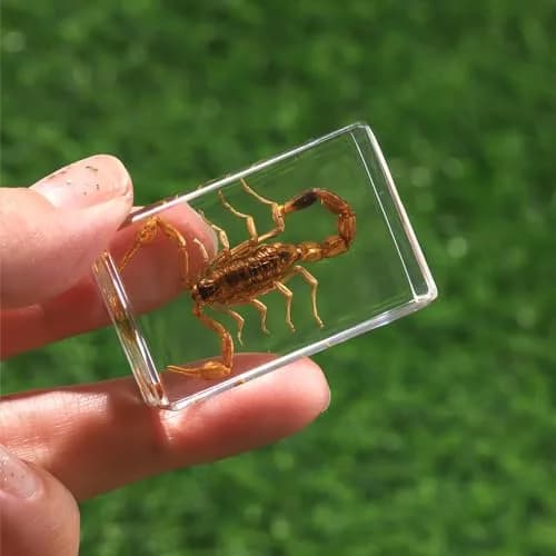 Pokiphip 12 Pcs Insect in Resin Collection | Educational Bug Specimen Set for Kids & Classroom (110c) thumbnail 7