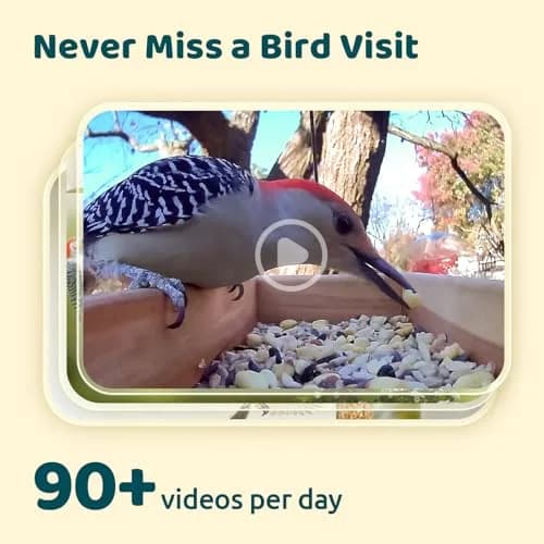 NETVUE Birdfy Smart Bird Camera with Adjustable Brackets | AI Bird ID & 6000+ Species thumbnail 3