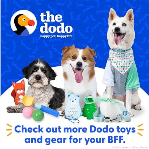 The Dodo All Nylon Yellow Collar and Leash Set - Small; Waterproof Dog Leash & Collar, Perfect for Beach or Lake Trips thumbnail 8