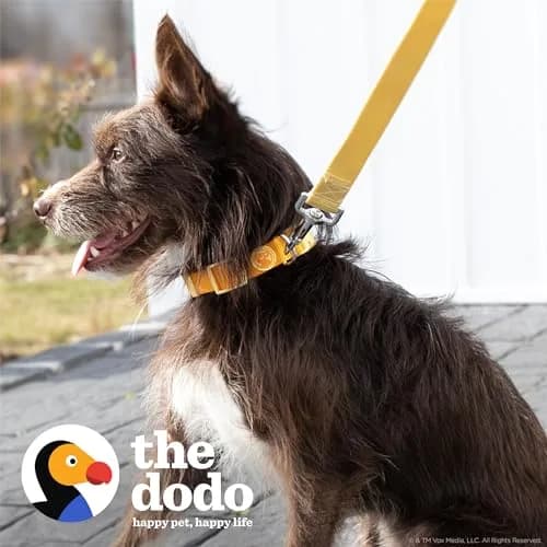 The Dodo All Nylon Yellow Collar and Leash Set - Small; Waterproof Dog Leash & Collar, Perfect for Beach or Lake Trips thumbnail 2