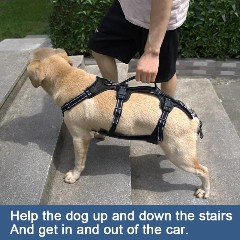 Coodeo Dog Lift Harness for Large Dogs, Black, L | Rehabilitation Support Sling for Old & Injured Pets thumbnail 2