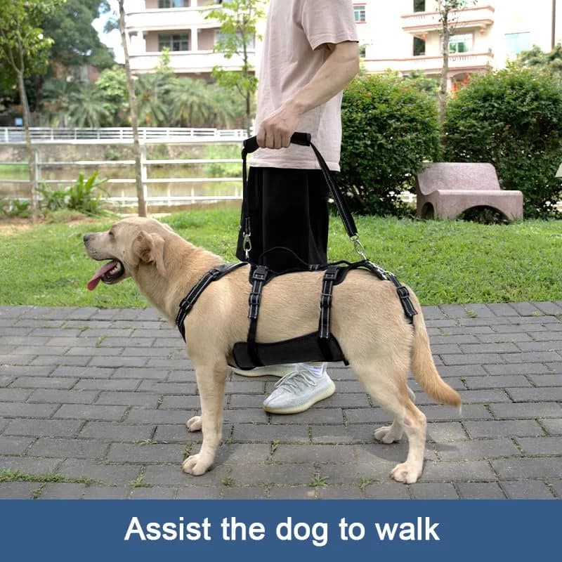 Coodeo Dog Lift Harness for Large Dogs, Black, L | Rehabilitation Support Sling for Old & Injured Pets thumbnail 3