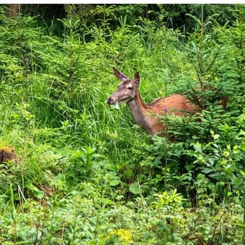 EPIC REPELLENTS Deer Scram All Natural Granular Repellent 10 lb | Long-lasting, eco-friendly deer deterrent thumbnail 3