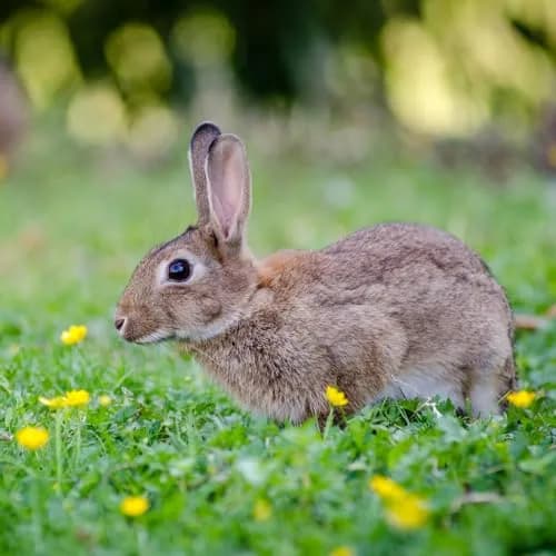 EPIC REPELLENTS Rabbit Scram All Natural Granular Repellent 25 lb | Eco-Friendly Animal & Pet Safe thumbnail 5