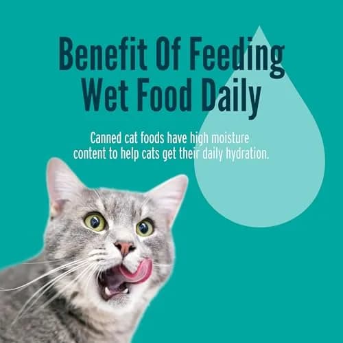 Strongheart Canned Wet Cat Food Turkey & Giblets Dinner 5.5 oz | Complete Nutrition for Cats thumbnail 5
