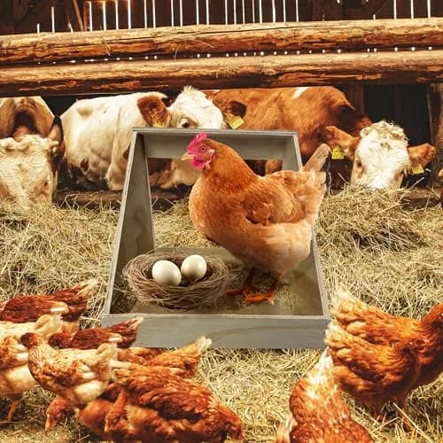 Farm Innovators Single Compartment Handcrafted Wood Chicken Nesting Box | Secure Egg-Laying Sanctuary thumbnail 5